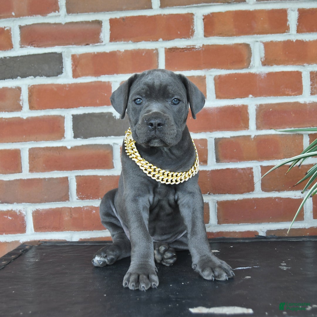 Cane Corso dogs for sale: Rosa - Image 1