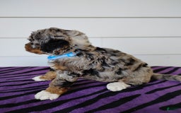 Bernedoodle dogs for sale: Bernedoodle 5 puppies - Image 13