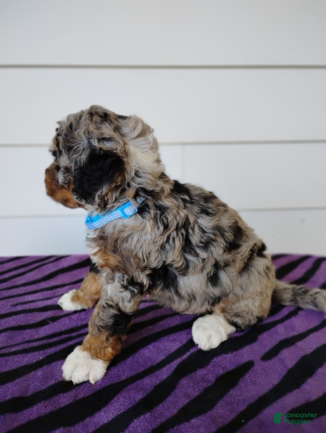 Bernedoodle dogs for sale: Bernedoodle 5 puppies - Image 13