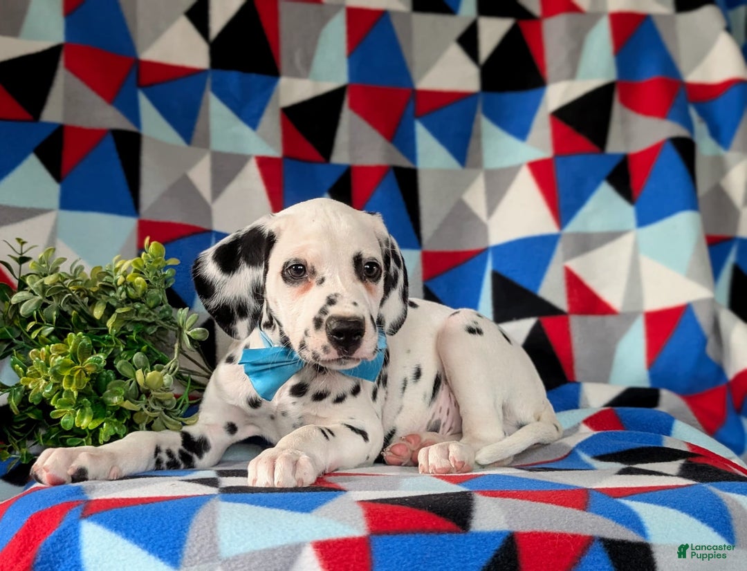 Dalmatian dogs for sale: Lazarus - Image 2