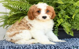 Cavapoo dogs for sale: Pluto - Image 2