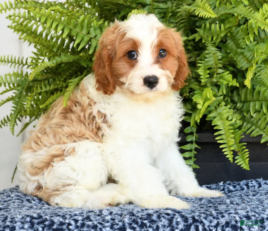 Cavapoo dogs for sale: Pluto - Image 2
