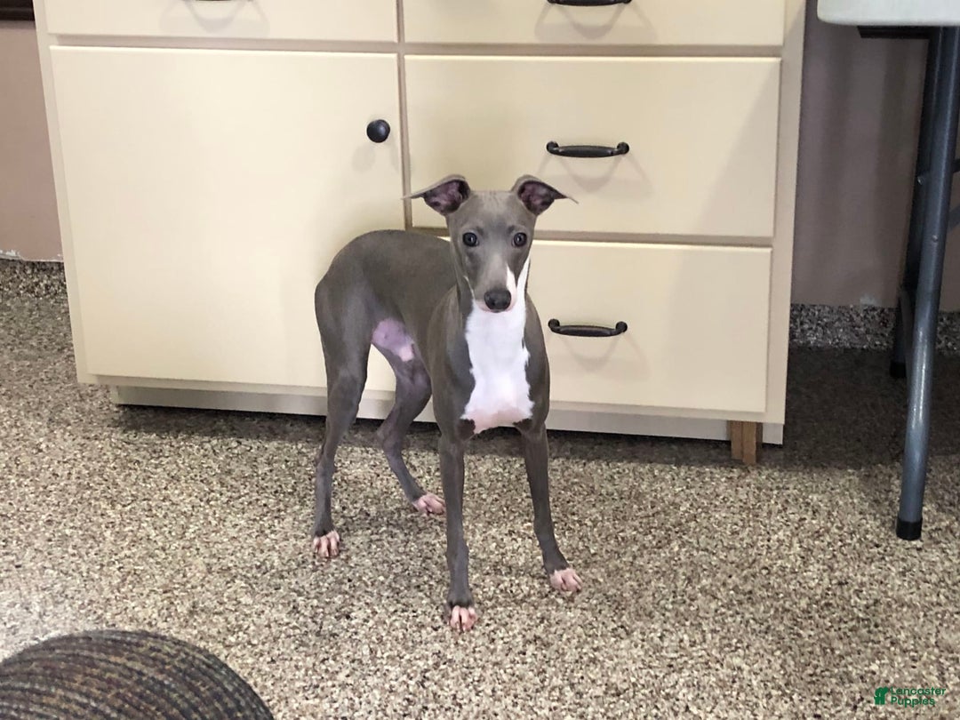 Italian Greyhound dogs for sale: Clayton - Image 9