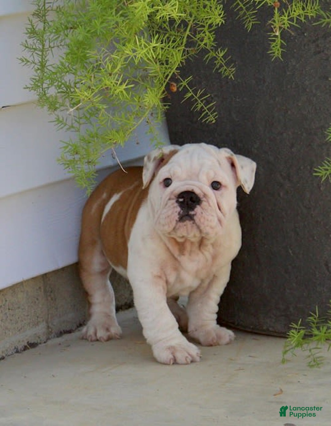 English Bulldog dogs for sale: Whitney - Image 8