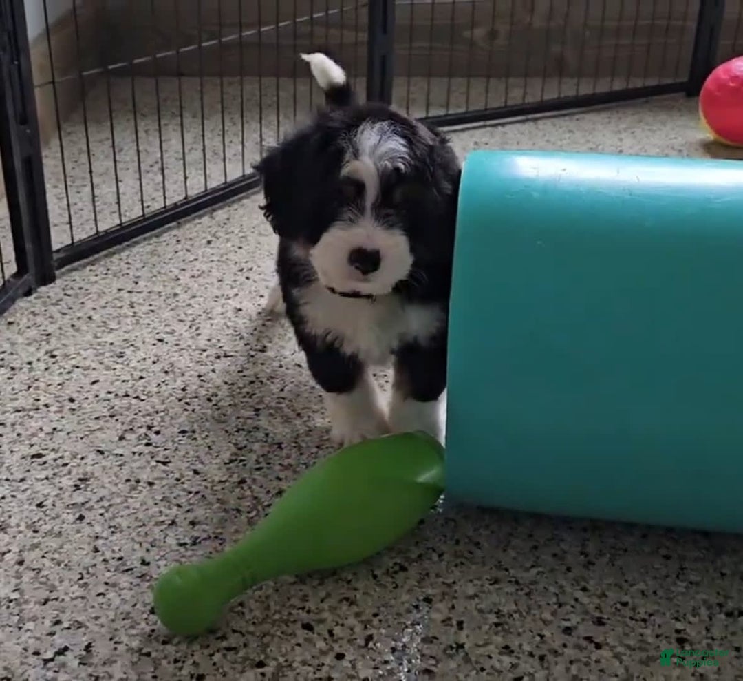 Mini Bernedoodle dogs for sale: Lennon Mini - Image 6
