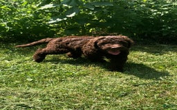 Goldendoodle dogs for sale: Waylon - Image 1