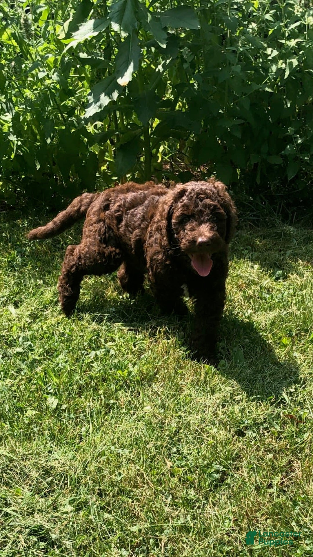 Goldendoodle dogs for sale: Waylon - Image 1