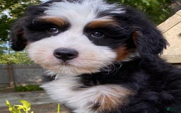 Mini Bernedoodle dogs for sale: 💚 Boston Ma 💚 Mini Bernedoodle - Image 10