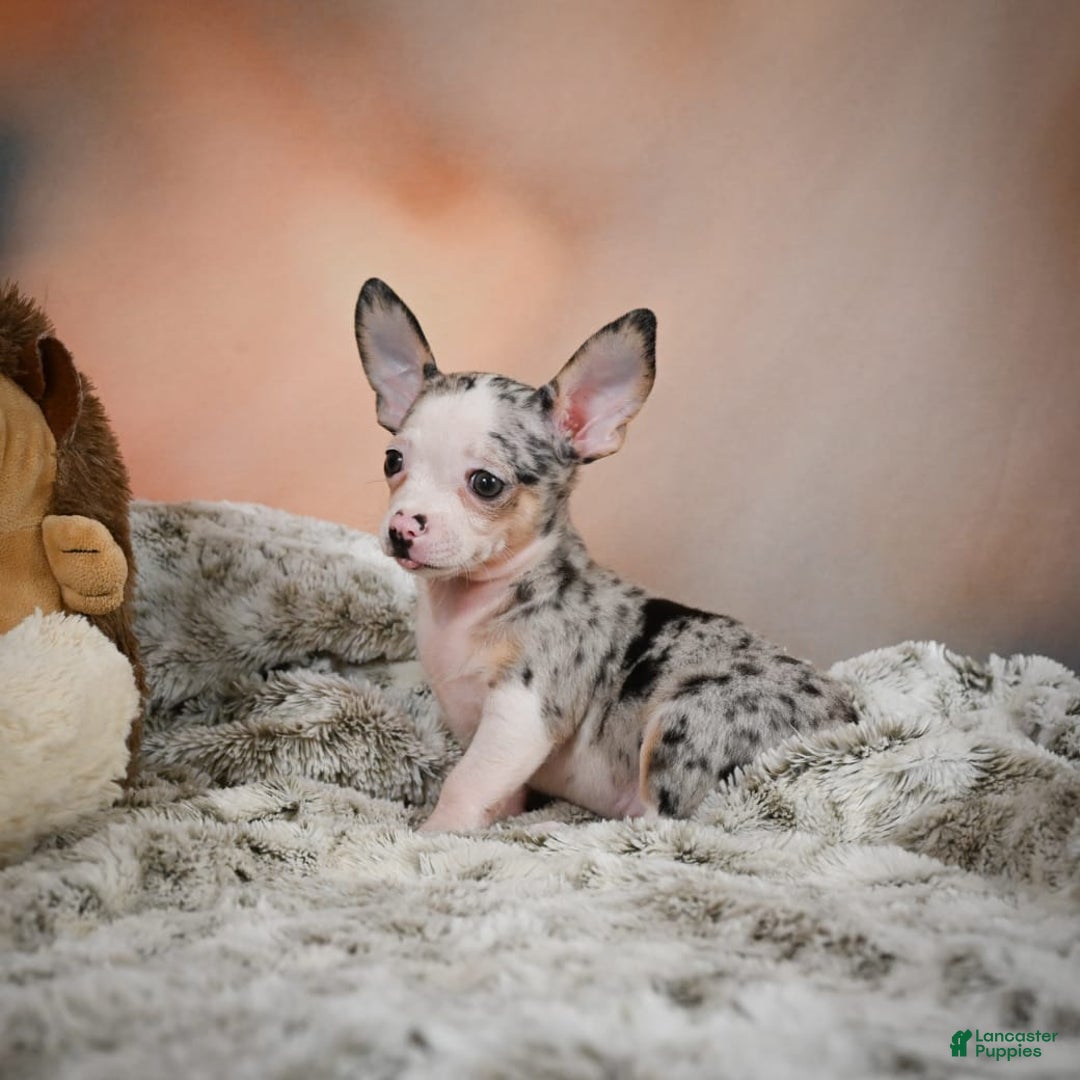 Chihuahua dogs for sale: Romeo - Image 2