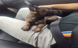Belgian Malinois dogs for sale: Chucky - Image 3