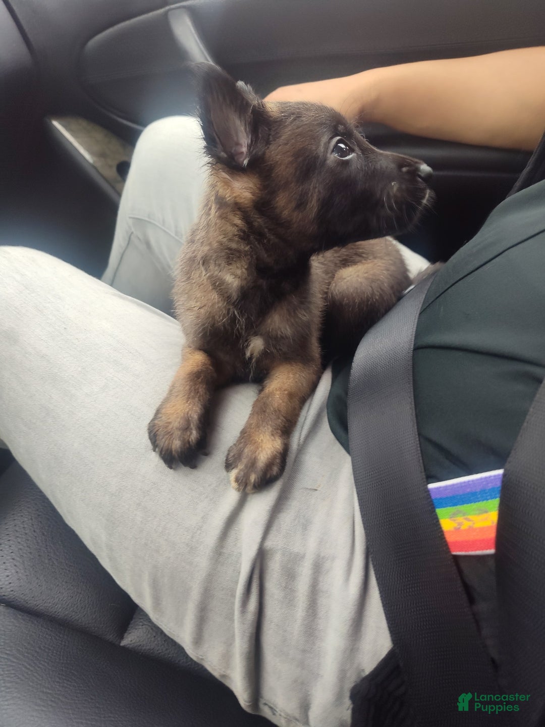 Belgian Malinois dogs for sale: Chucky - Image 3