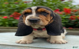 Basset Hound dogs for sale: Sally - Image 7