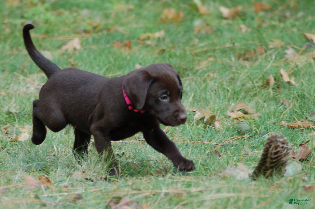 Labrador Retriever dogs for sale: Mocha - Image 6