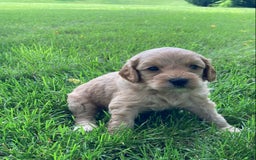 Labradoodle dogs for sale: Phoenix - Image 1