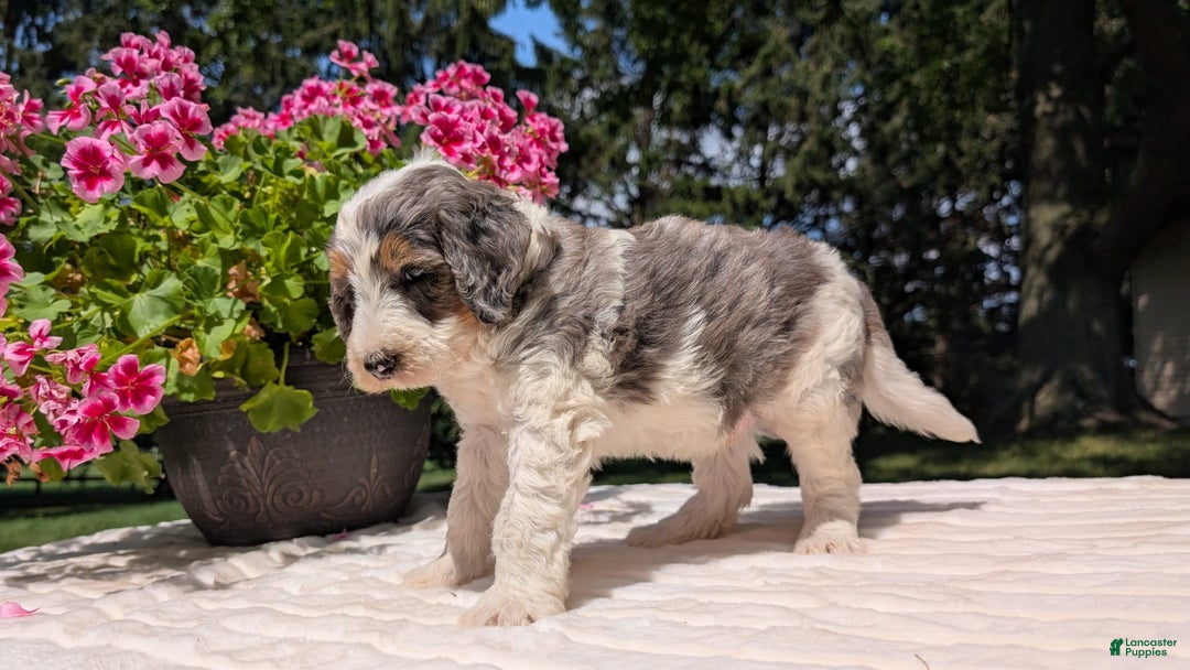 Mini Bernedoodle dogs for sale: Sammy - Image 10