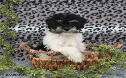Havanese dogs for sale: Cash - Image 2