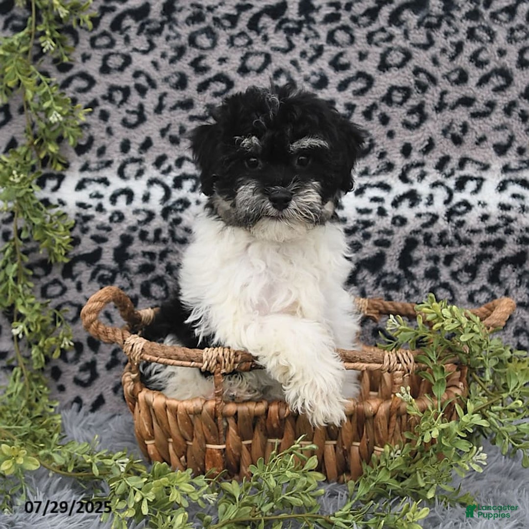 Havanese dogs for sale: Cash - Image 2