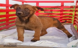 Belgian Malinois dogs for sale: Jett - Image 2