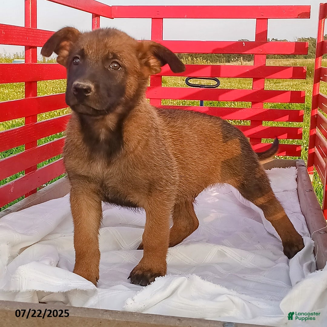 Belgian Malinois dogs for sale: Jett - Image 2