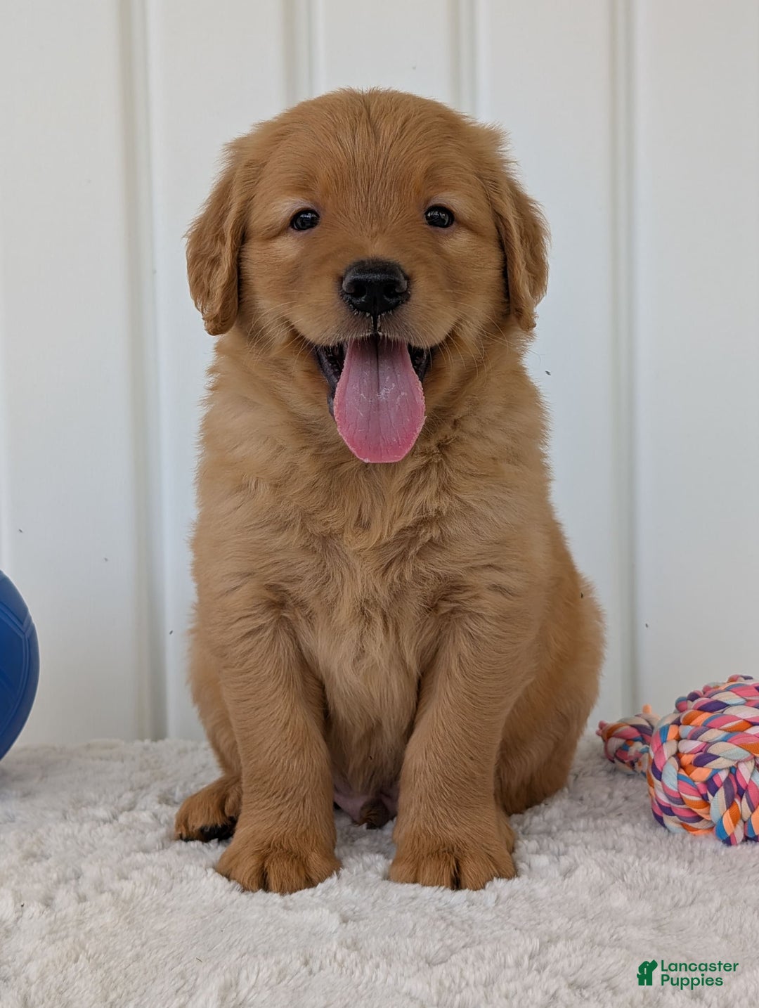 Golden Retriever dogs for sale: Porter - Image 2
