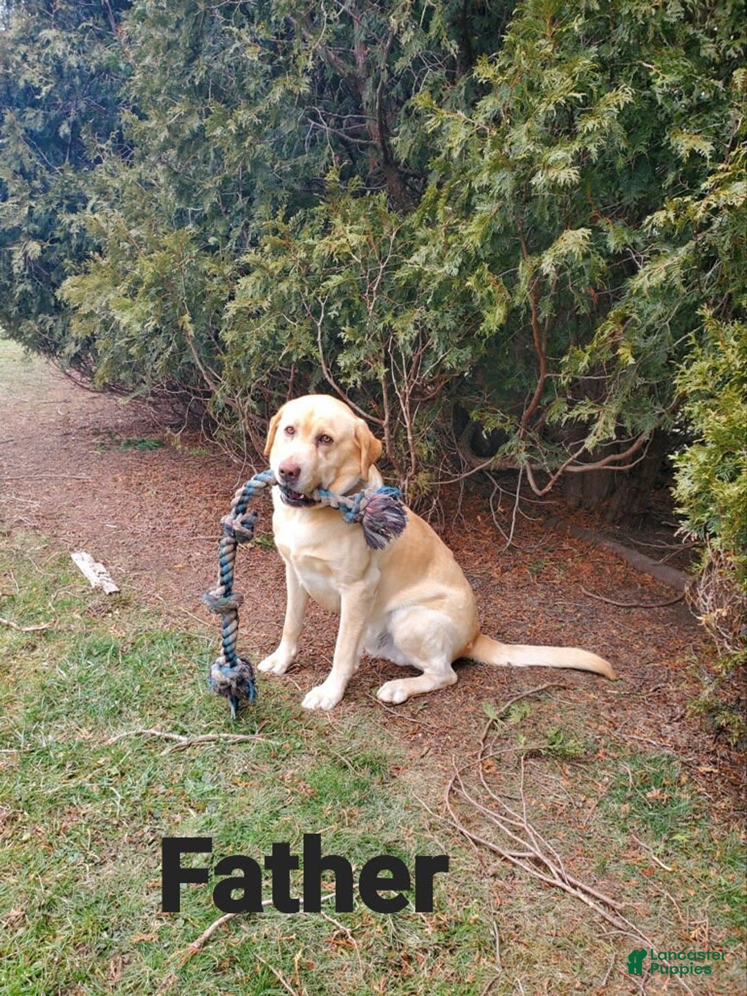 Labrador Retriever dogs for sale: Daisy - Image 7