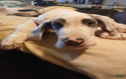 Great Dane dogs for sale: Kayden - Image 2