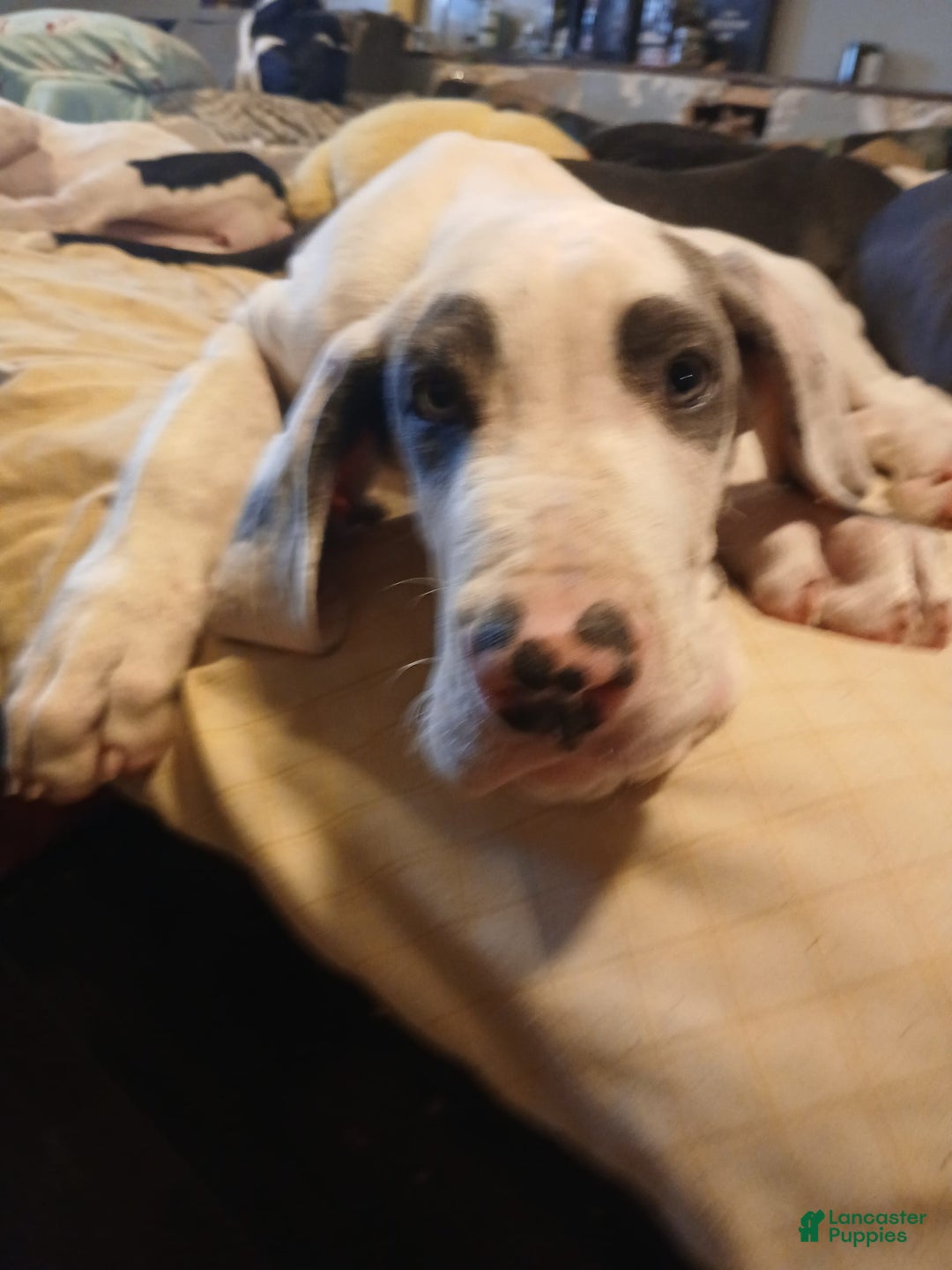 Great Dane dogs for sale: Kayden - Image 2