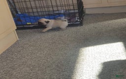 Pug dogs for sale: Becky - Image 1