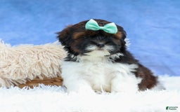 Shihpoo dogs for sale: King - Image 4