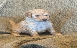 Goldendoodle dogs for sale: Gorgeous Creme Doodle - Image 2