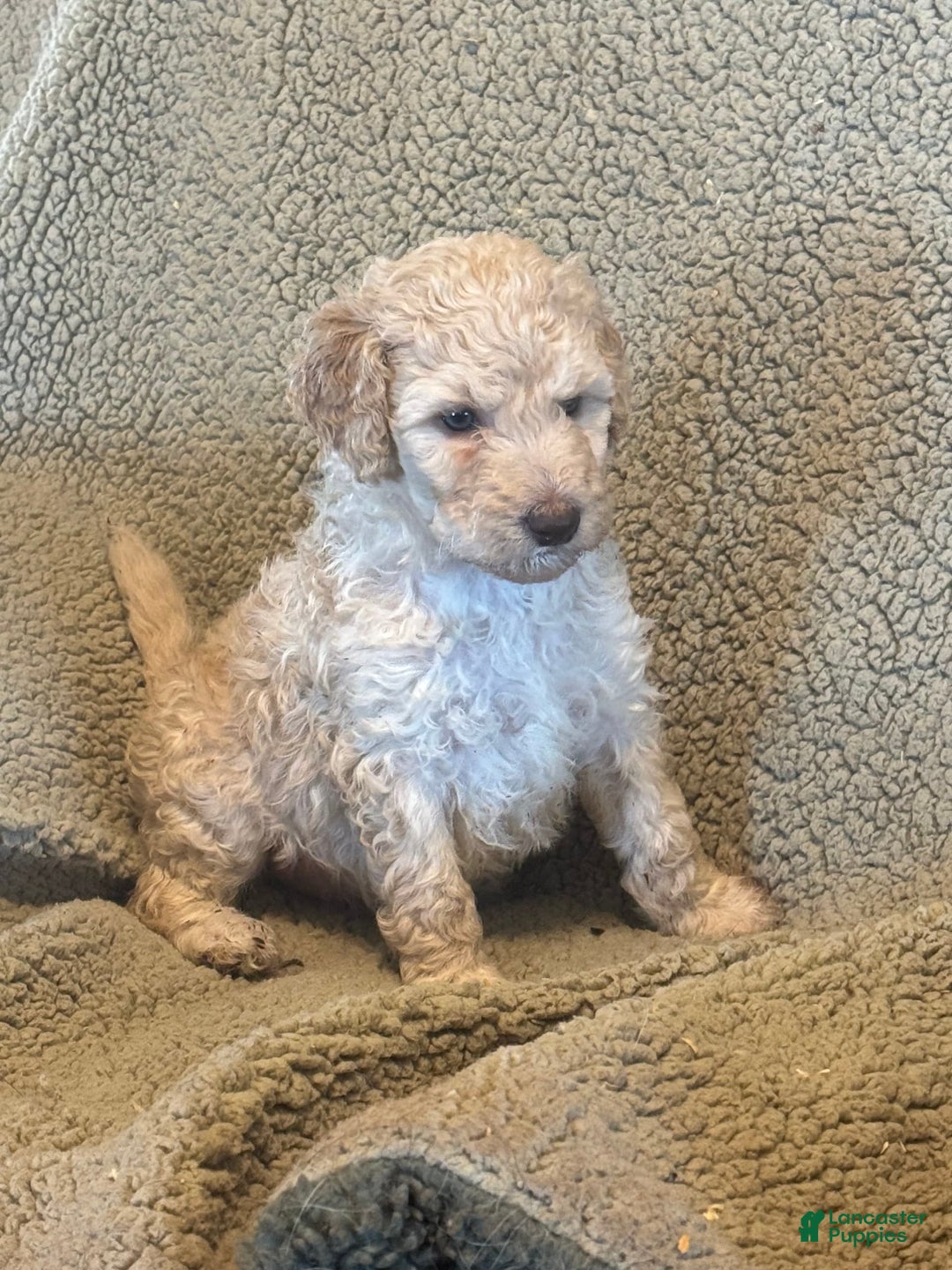 Goldendoodle dogs for sale: Gorgeous Creme Doodle - Image 2
