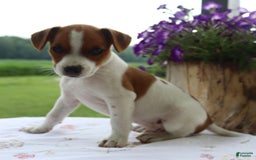 Jack Russell Terrier dogs for sale: Rusty - Image 4