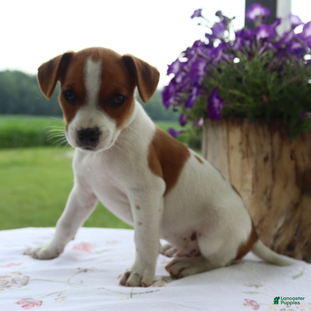 Jack Russell Terrier dogs for sale: Rusty - Image 4