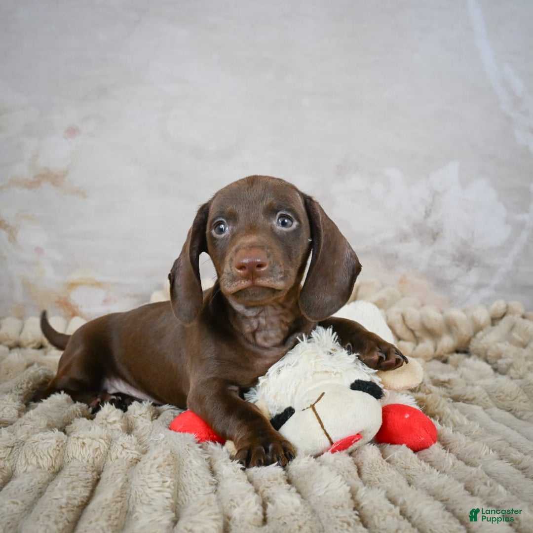 Miniature Dachshund dogs for sale: Duke - Image 8