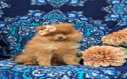 Pomeranian dogs for sale: Pomeranian 5 puppies - Image 2