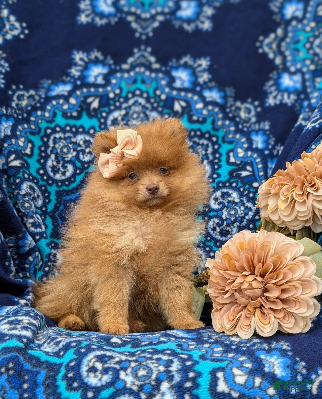 Pomeranian dogs for sale: Pomeranian 5 puppies - Image 2
