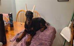 Doberman Pinscher dogs for sale: Athena Orange Collar Female - Image 6