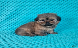 Shih Tzu dogs for sale: Cooper - Image 10