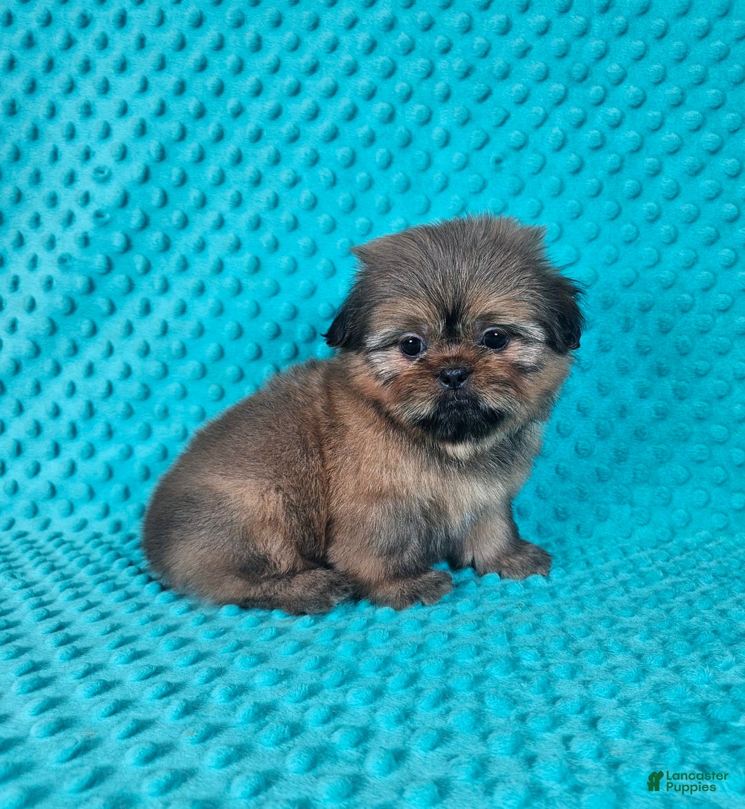 Shih Tzu dogs for sale: Cooper - Image 10