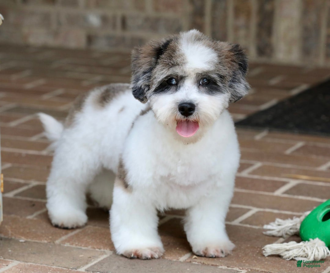Shihpoo dogs for sale: Leo - Image 22