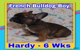 French Bulldog dogs for sale: Akc Hardy - Image 1