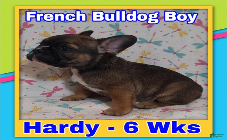 French Bulldog dogs for sale - Ad 2