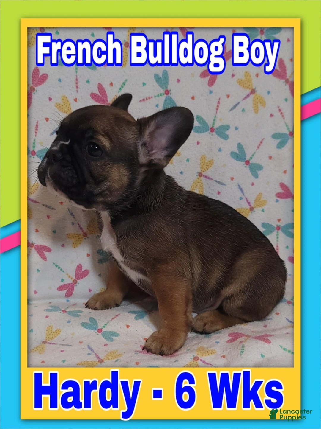 French Bulldog dogs for sale: Akc Hardy - Image 1