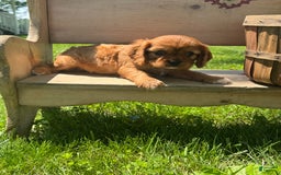 Cavalier King Charles Spaniel dogs for sale: Rose - Image 4