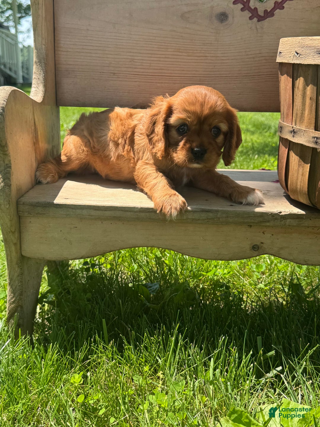 Cavalier King Charles Spaniel dogs for sale: Rose - Image 4