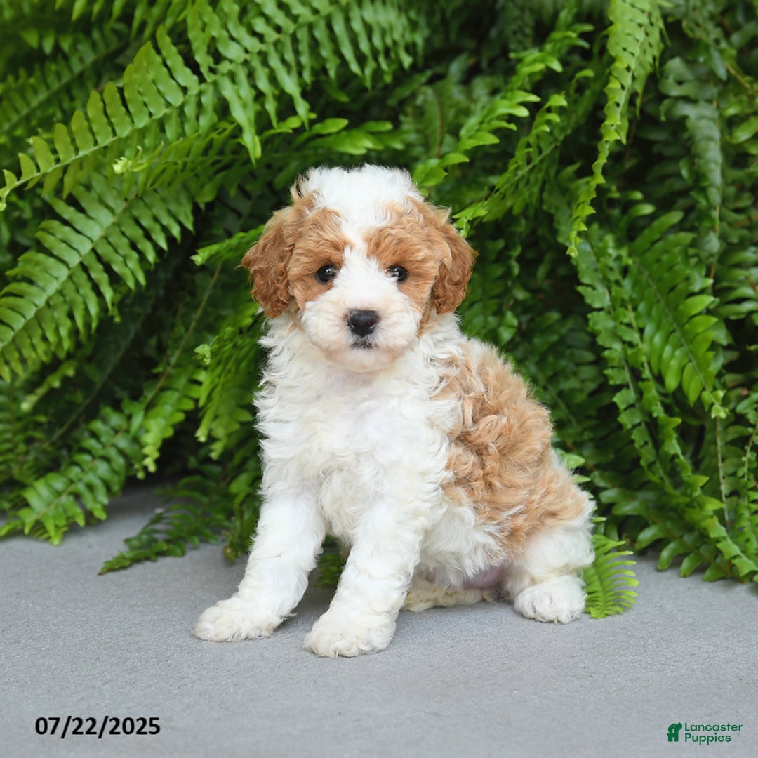 Miniature Poodle dogs for sale: Monroe - Image 4