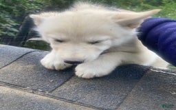 Gerberian Shepsky dogs for sale: Icy - Image 3