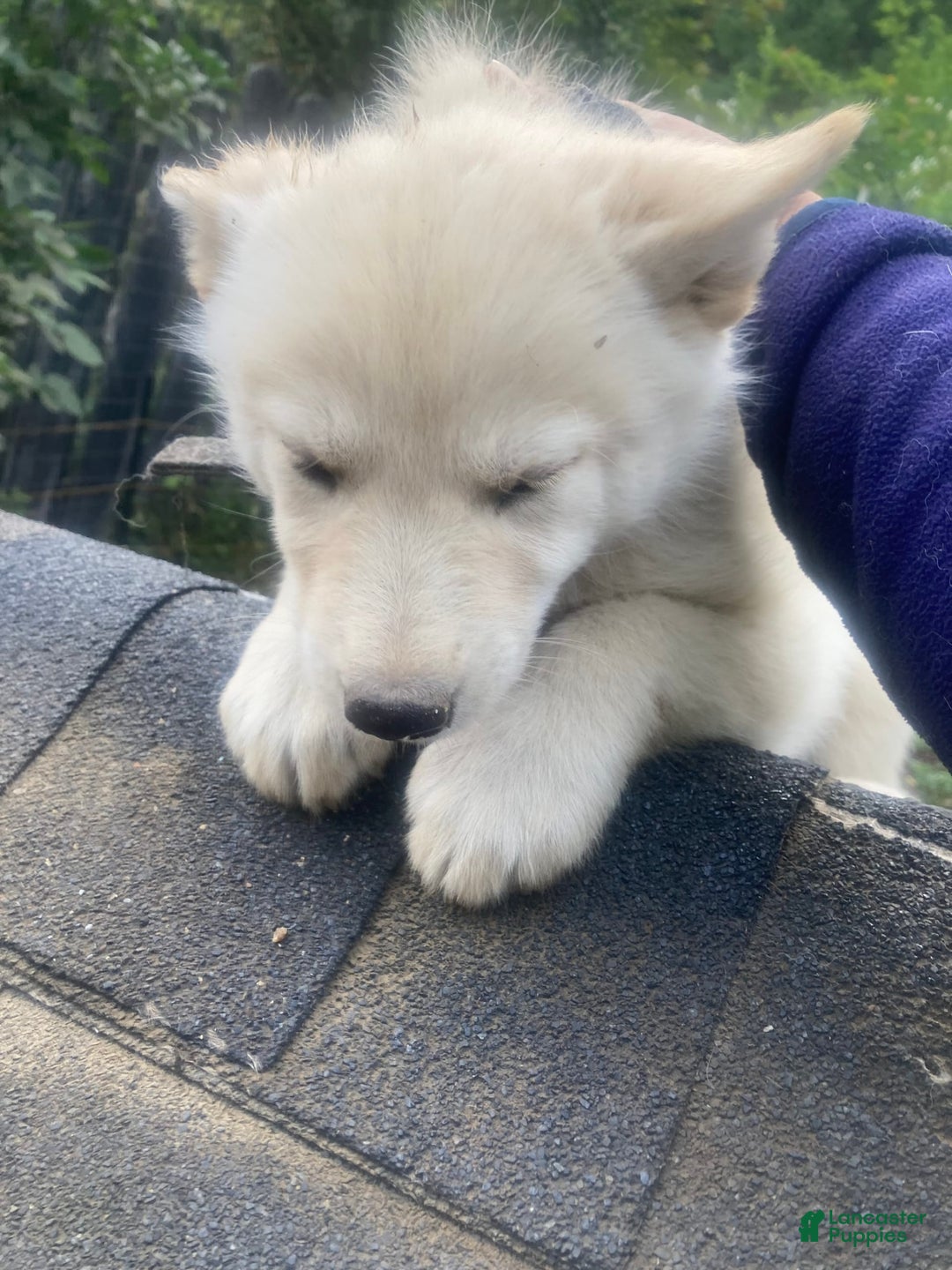 Gerberian Shepsky dogs for sale: Icy - Image 3