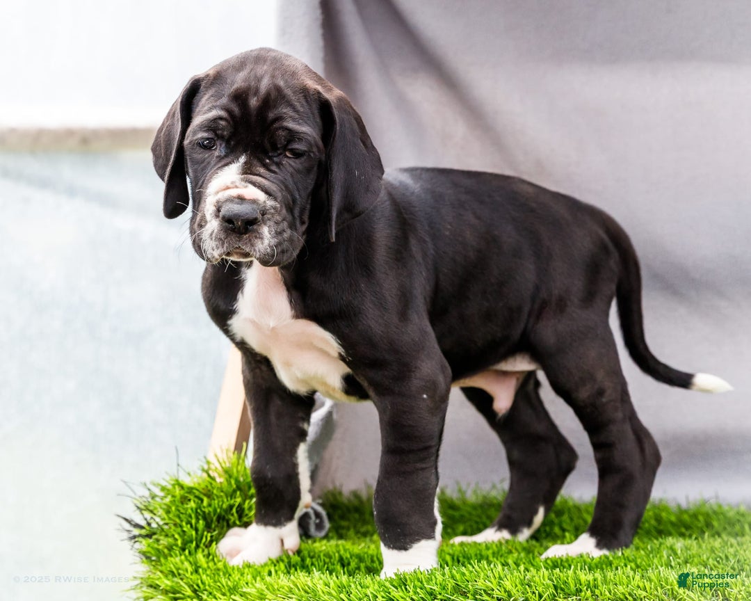 Great Dane dogs for sale: Trever - Image 1