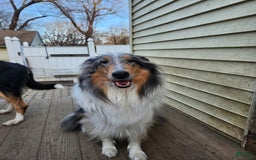 Collie dogs for sale: Kat - Image 7